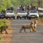 01_07_2024-tiger_reserves_of_madhya_pradesh