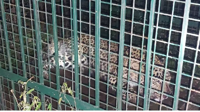 02_09_2024-leopard_caught_in_rampur_23789508_m