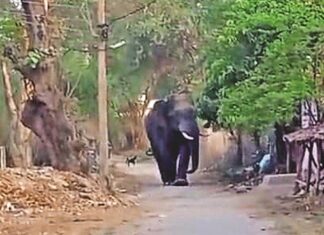 जिस कमरे में धान रखा हो, वहां भूलकर भी न सोएं’, छत्तीसगढ़ में वन विभाग ने जारी की चेतावनी