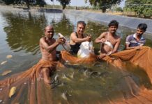 बॉयोफ्लॉक तकनीक से मछली पालन कर संजय सुमन ने कमाए साल में 3.20 लाख