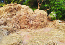 खतरनाक लोनर पहुंचा सोनाईपुर, खरही को पहुंचाया नुकसान ग्रामीणों को किया गया अलर्ट