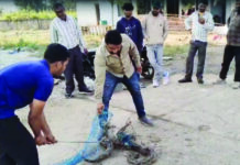 खेत में लगे जाल में पूरी तरह फंसा था अजगर, किया गया रेस्क्यु