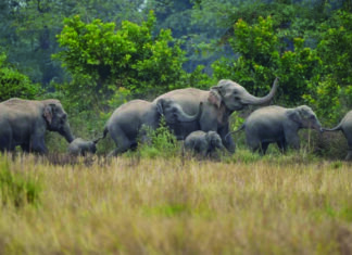 कुदमुरा रेंज में फिर पहुंचा 39 हाथियों का दल