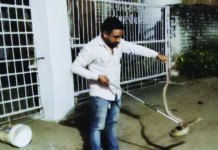 जिद्दी नाग ने भयभीत किया लोगों को, रेस्क्यू करने में मुश्किलें