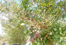 तसर पालन ने बदल दी जिंदगी -ग्राम सलोरा के किसान भरत राम केवट बने आत्मनिर्भर