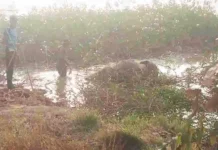 हाथी के शावकों की लाश मिली, रायगढ़ वन विभाग में हड़कंप