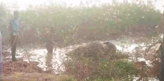 हाथी के शावकों की लाश मिली, रायगढ़ वन विभाग में हड़कंप