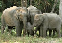 पचरा में उत्पात मचा रहे 53 हाथी, दहशत में ग्रामीण