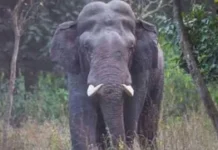 ओडिशा में हाथी के शव को 32 टुकड़ों में काटकर दफनाया, आरोपी वन अधिकारियों के खिलाफ एक्शन