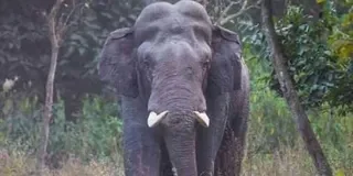 ओडिशा में हाथी के शव को 32 टुकड़ों में काटकर दफनाया, आरोपी वन अधिकारियों के खिलाफ एक्शन