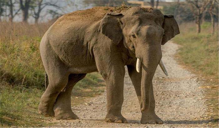 ElephantElephant