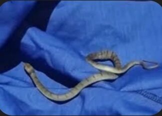 काल बन कर आया सांप.. 3 सगी बहनों की मौत