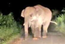 दंतैल हाथी पहुंचा बालको वन परिक्षेत्र, कॉफी प्वाइंट मार्ग बंद – वन विभाग ने बढ़ाई सतर्कता…