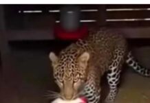 तुर्रीधाम इलाके में खूंखार जानवर तेंदुआ के दिखने से फैली सनसनी,सोशल मीडिया पर वायरल हो रही खूंखार जानवर की तस्वीर