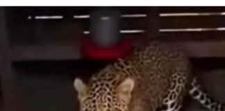 तुर्रीधाम इलाके में खूंखार जानवर तेंदुआ के दिखने से फैली सनसनी,सोशल मीडिया पर वायरल हो रही खूंखार जानवर की तस्वीर