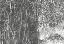 KORBA: मार कर लटकाया…या खुदकुशी ! होली खेलने निकला था, फंदे पर मिला