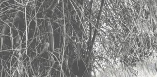 KORBA: मार कर लटकाया…या खुदकुशी ! होली खेलने निकला था, फंदे पर मिला