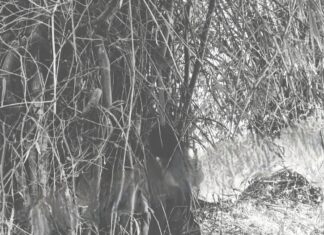 KORBA: मार कर लटकाया…या खुदकुशी ! होली खेलने निकला था, फंदे पर मिला