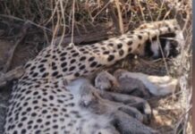 कूनो नेशनल पार्क में खुशखबरी: मादा चीता ज्वाला ने 5 शावकों को दिया जन्म…