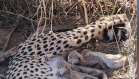 कूनो नेशनल पार्क में खुशखबरी: मादा चीता ज्वाला ने 5 शावकों को दिया जन्म…