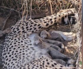 कूनो नेशनल पार्क में खुशखबरी: मादा चीता ज्वाला ने 5 शावकों को दिया जन्म…