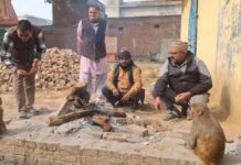 चंदौसी में ३0 बंदरों की रहस्यमयी तरीके से मौत पहले नाक-मुंह से आया खून, फिर तोड़ा दम