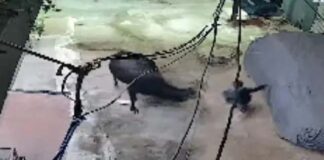 ग्वालियर में आवारा सांड का कहर : कोचिंग से लौट रहे 6 साल के मासूम पर किया हमला, सिर में आए 9 टांके