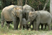 जटगा रेंज में हाथियों की दहशत लोगों के सामने जिंदा रहने की चुनौती