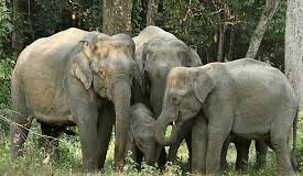 जटगा रेंज में हाथियों की दहशत लोगों के सामने जिंदा रहने की चुनौती