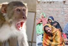 बंदरों के हमले से बचकर भागी बुजुर्ग महिला की छत से गिरकर मौत, परिवार में मचा कोहराम
