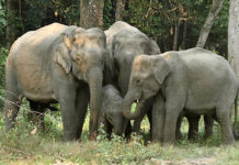 करतला रेंज में हाथियों के अलग-अलग स्थानों पर विचरण करने से बढ़ा खतरा