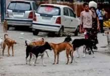 तेलंगाना में जहर देकर फिर 100 आवारा कुत्तों की हत्या, सरपंच और ग्राम पंचायत के खिलाफ मुकदमा दर्ज