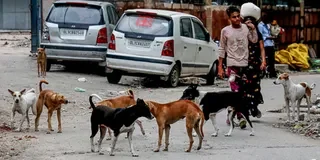 तेलंगाना में जहर देकर फिर 100 आवारा कुत्तों की हत्या, सरपंच और ग्राम पंचायत के खिलाफ मुकदमा दर्ज