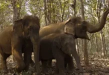 वन्यजीवों को नया जीवन दे रहा वंतारा, एक साल पूरा होने पर संस्था ने साझा की उपलब्धियां